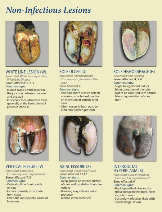 Surgical procedures of leg3